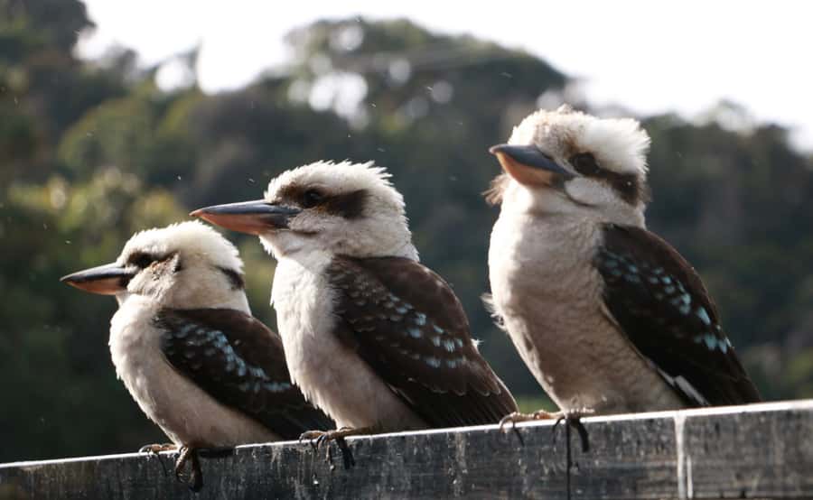 Grampians National Park Small-Group Eco Day Tour - The guides are the heart of the day