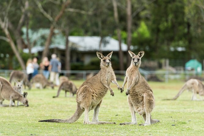 Grampians National Park Small-Group Eco Tour from Melbourne - Reed Lookout and Boroka Lookout