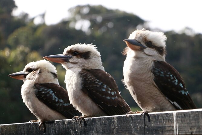Grampians National Park Small-Group Eco Tour from Melbourne - Guides, vehicle comfort, and the human side of the day