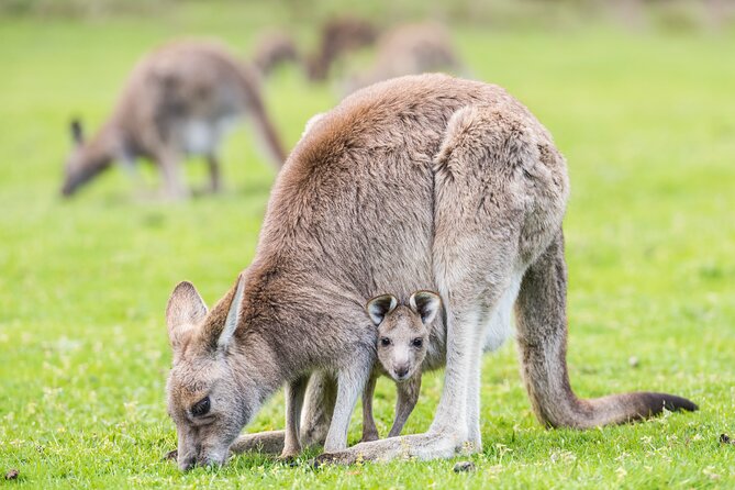 Grampians National Park with MacKenzie Falls and Kangaroos - Why this long day from Melbourne makes sense