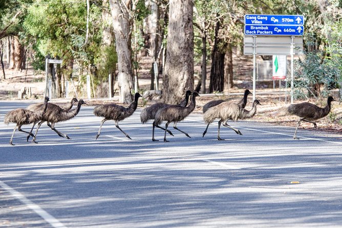 Grampians National Park with MacKenzie Falls and Kangaroos - Halls Gap is lunch and wildlife time