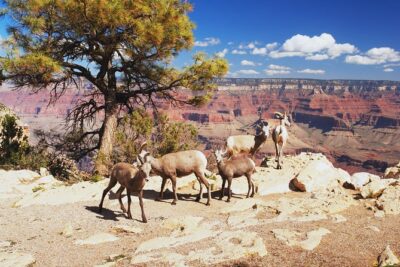 Grand Canyon National Park South Rim Small Group Bus Tour