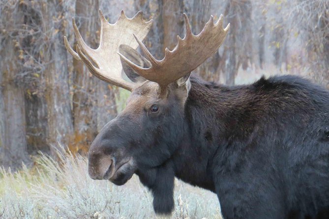 Grand Teton National Park - Full-Day Guided Tour from Jackson Hole - The 6:30 a.m. start and Jackson pickup