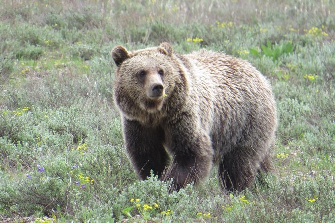 Grand Teton National Park - Full-Day Guided Tour from Jackson Hole - Jackson Lake, Signal Mountain, and Antelope Flats