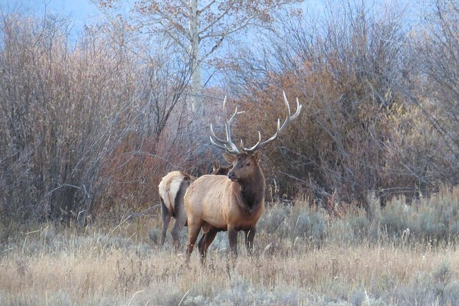 Grand Teton National Park - Full-Day Guided Tour from Jackson Hole - Jenny Lake and the seasonal boat ride