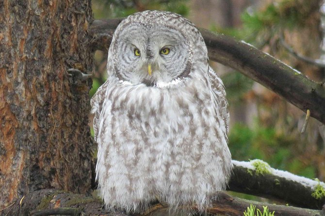 Grand Teton National Park - Full-Day Guided Tour from Jackson Hole - Wildlife watching with binoculars