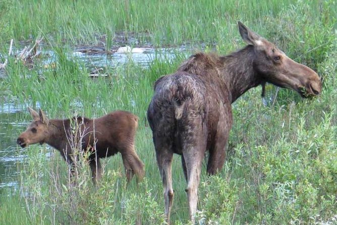 Grand Teton National Park - Full-Day Guided Tour from Jackson Hole - Guide quality, comfort, and the long-day tradeoff