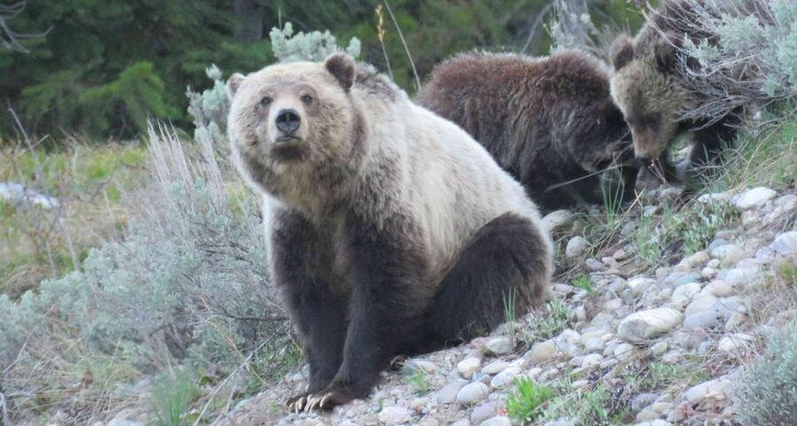 Grand Teton National Park: Full-Day Tour with Boat Ride - Jenny Lake boat ride and the walk to Hidden Falls
