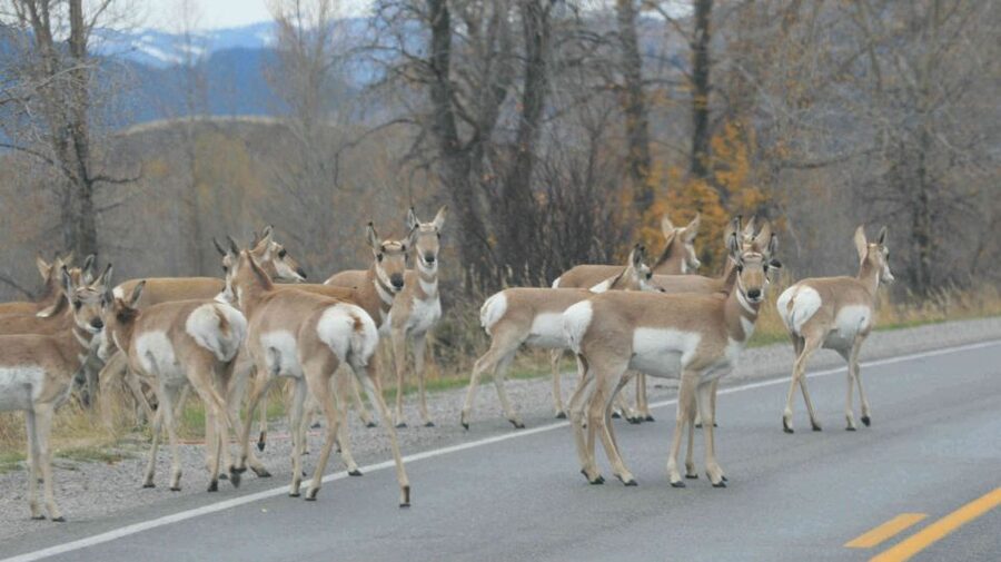 Grand Teton National Park: Full-Day Tour with Boat Ride - Breakfast, lunch, and the practical details