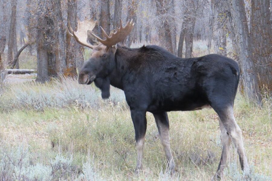 Grand Teton National Park: Full-Day Tour with Boat Ride - Is $315 a fair price?