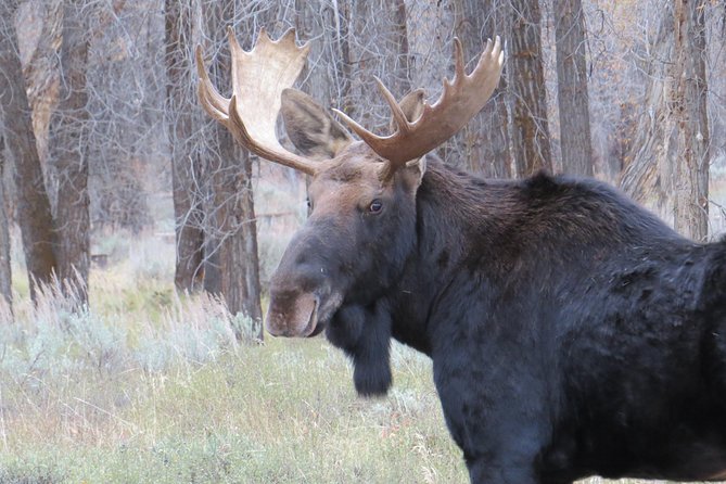 Grand Teton National Park - Sunrise Tour from Jackson Hole - Quick take: what makes this tour worthwhile