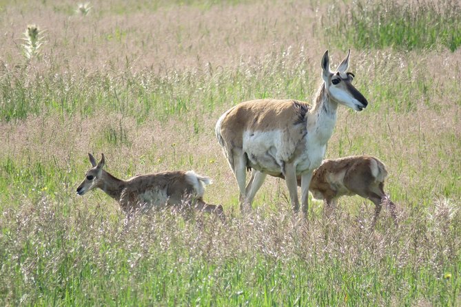 Grand Teton National Park - Sunrise Tour from Jackson Hole - Oxbow Bend: reflections, birds, and patient wildlife watching