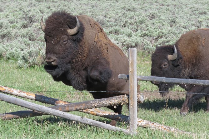 Grand Teton National Park - Sunrise Tour from Jackson Hole - The Gros Ventre Mountains add a wildlife-focused final stretch