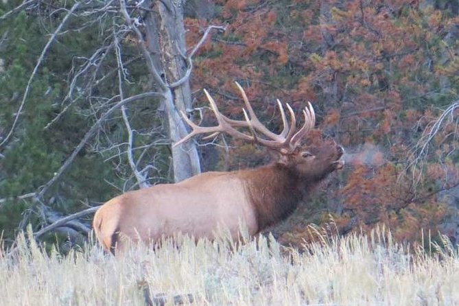 Grand Teton National Park - Sunrise Tour from Jackson Hole - Breakfast, park fees, and the real value of $189