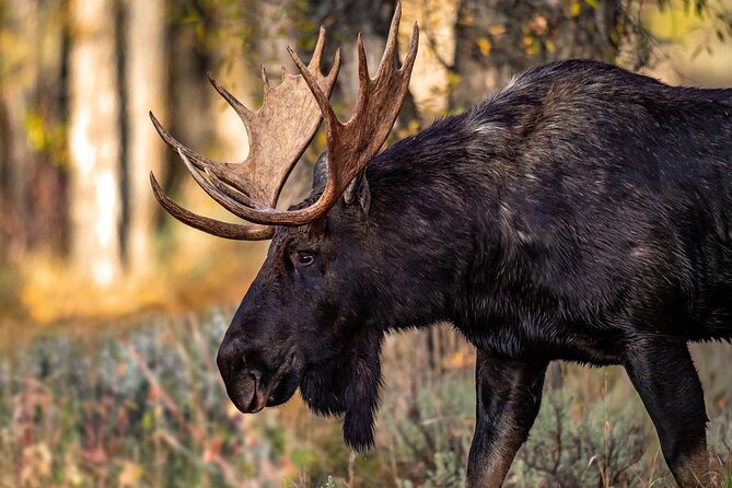 Grand Teton National Park Tour from Jackson Hole - Why this Grand Teton day tour works well