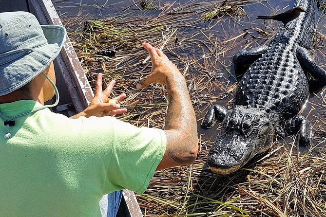 Half-day Everglades National Park Tour and 1-Hour Air Boat Ride - Why this tour gives you more than an airboat ride