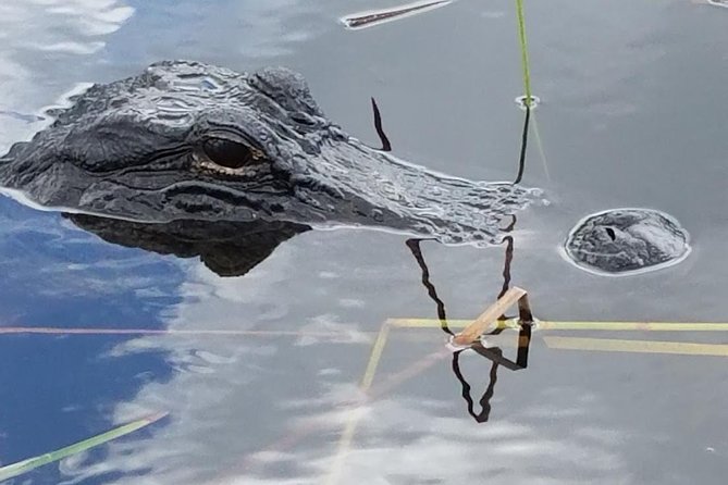 Half-day Everglades National Park Tour and 1-Hour Air Boat Ride - The scenic ride to the Everglades