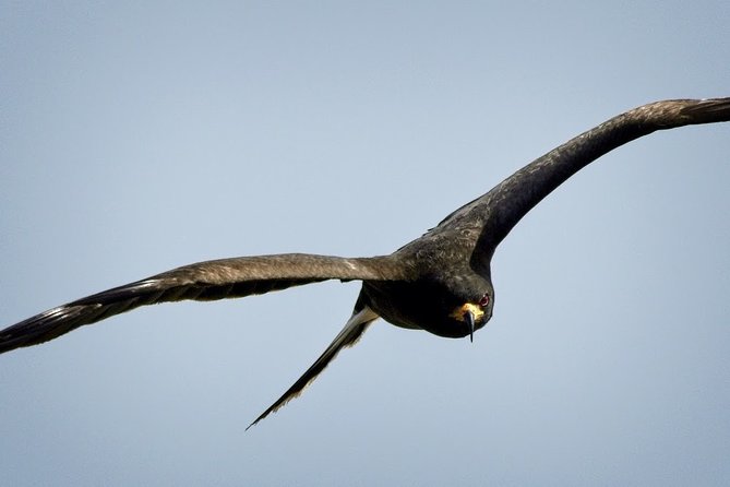 Half-day Everglades National Park Tour and 1-Hour Air Boat Ride - Wildlife sightings and the role of the guide