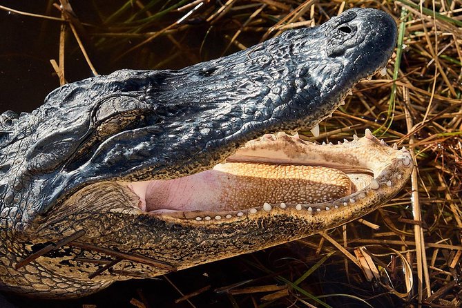 Half-day Everglades National Park Tour and 1-Hour Air Boat Ride - Timing, food, weather, and what to pack