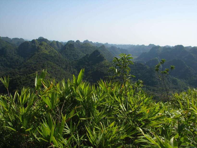 Half Day Hiking to Cat Ba National Park with a Guide - Five things to know before you book