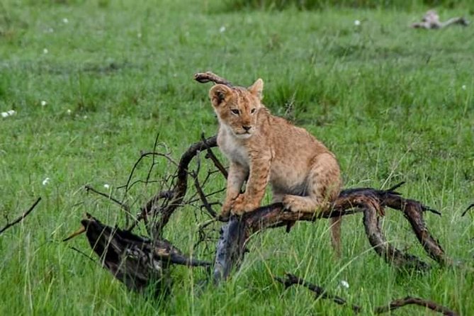 Half-Day Nairobi National Park Safari from Nairobi with Free Pickup - Wildlife sightings: strong possibilities, no guarantees