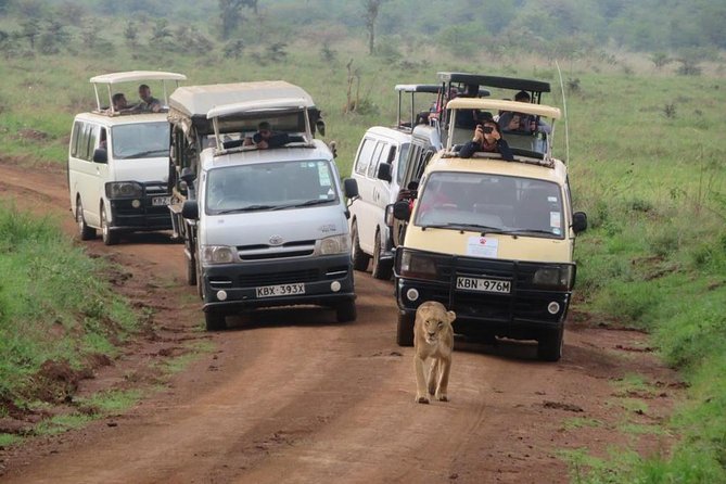 Half-Day Nairobi National Park Safari from Nairobi with Free Pickup - Why the $44.16 price needs a closer look
