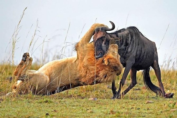 Half-Day Nairobi National Park Safari from Nairobi with Free Pickup - Pickup, timing, and the group-joining tradeoff