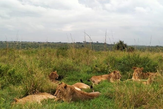 Half-Day Nairobi National Park Safari from Nairobi with Free Pickup - The guides are the heart of the experience