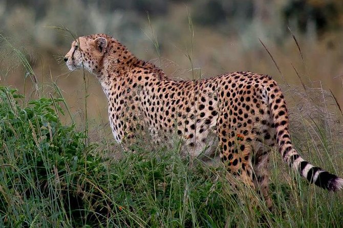 Half-Day Nairobi National Park Safari from Nairobi with Free Pickup - Comfort, accessibility, and practical expectations