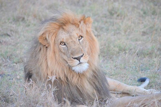 Half-Day Nairobi National Park Safari from Nairobi with Free Pickup - Entering a protected park only minutes from downtown