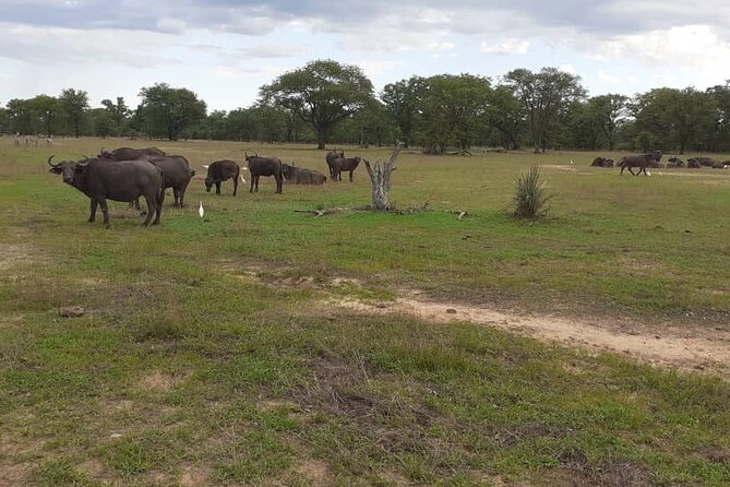 Half-Day Nature Walk in Mosi-oa-Tunya National Park from Livingstone - Walking through the park instead of riding past it