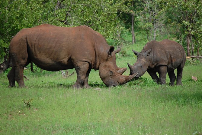 Half-Day Nature Walk in Mosi-oa-Tunya National Park from Livingstone - Wildlife beyond the rhinos