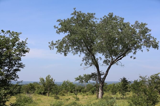 Half-Day Nature Walk in Mosi-oa-Tunya National Park from Livingstone - Teak, mahogany, mopane, and marula