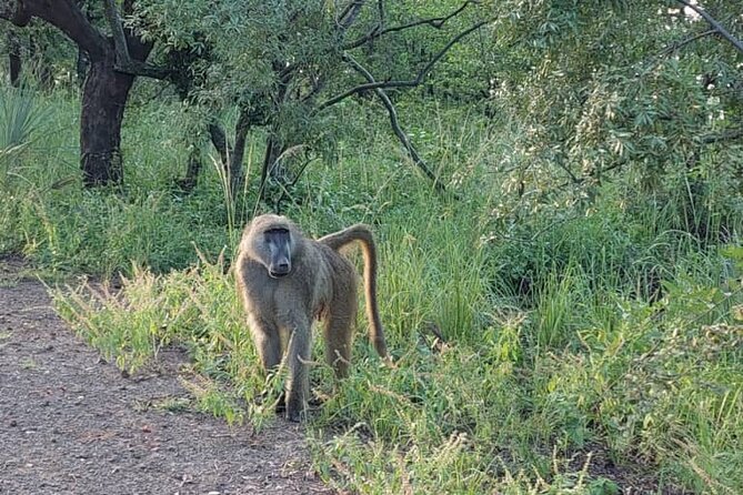 Half-Day Nature Walk in Mosi-oa-Tunya National Park from Livingstone - The guide makes or breaks the walk