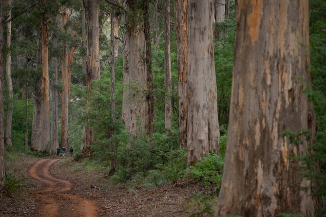 Half-Day Pemberton National Parks Beach and Forest Eco Adventure - What the Price Includes at $118.35