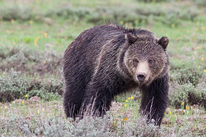 Half-Day Wildlife Safari Tour in Grand Teton National Park - Key points before you book