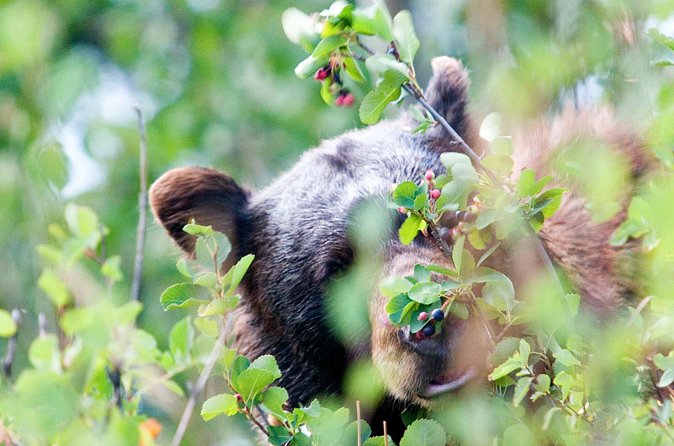 Half-Day Wildlife Safari Tour in Grand Teton National Park - Grand Teton National Park in a short window