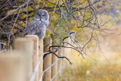 Half-Day Wildlife Safari Tour in Grand Teton National Park