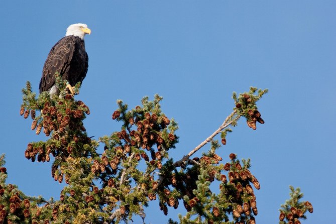 Half-Day Wildlife Safari Tour in Grand Teton National Park - A useful stop in Moose