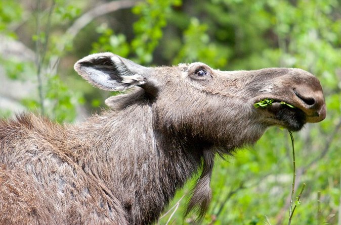Half-Day Wildlife Safari Tour in Grand Teton National Park - Mormon Row for history and photographs