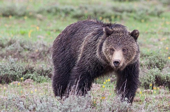 Half-Day Wildlife Safari Tour in Grand Teton National Park - The Jackson Hole visitor center and return route