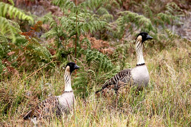 Hawaii Volcanoes National Park and Hilo Highlights Small Group Tour - The guides are a major part of the value