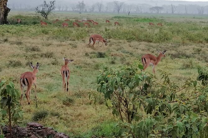 Hell's Gate National Park Private Bike Tour from Nairobi - The 7:00 am drive from Nairobi