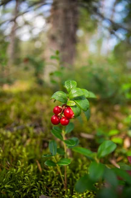 Helsinki: Nuuksio National park hiking with campfire lunch - Who will enjoy this Nuuksio outing most?