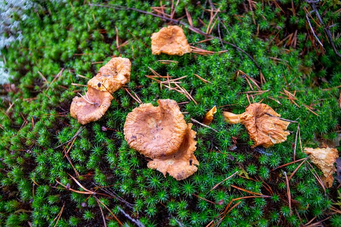 Helsinki: Nuuksio National park hiking with campfire lunch - What the six-hour schedule feels like