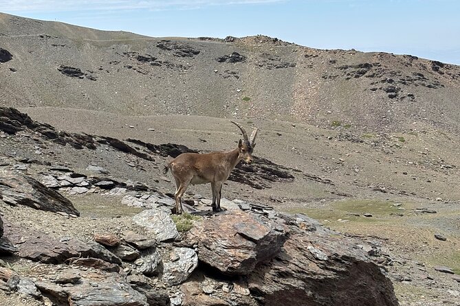 Hiking experience in the High Sierra Nevada National Park - San Juan Valley starts with water, rock, and wildflowers