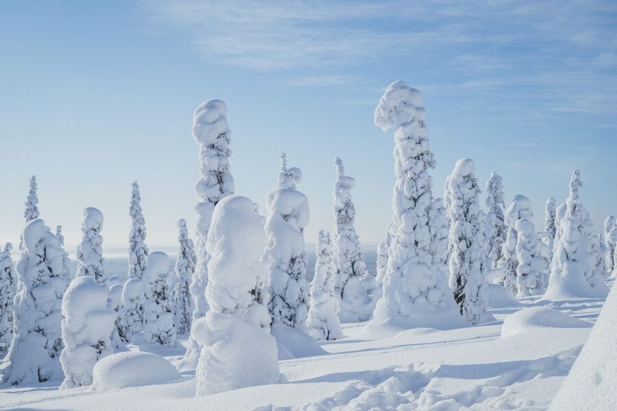 Hiking in Riisitunturi National Park with Photographer - A 5km walk through snowy forest
