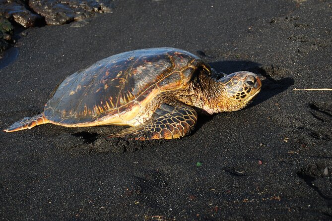 Hilo Shore Excursion: Volcanoes National Park & Black Sand Beach - Entering Volcanoes National Park near Kilauea