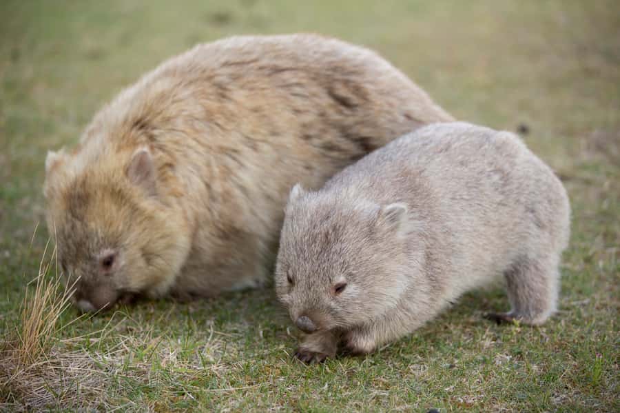 Hobart: Maria Island National Park Active Full-Day Tour - Why Maria Island feels different from Hobart