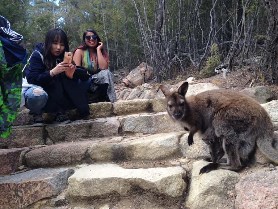 Hobart: Wineglass Bay & Freycinet National Park Active Tour - The optional walk down to Wineglass Bay Beach